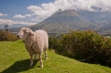 Otavalo 011